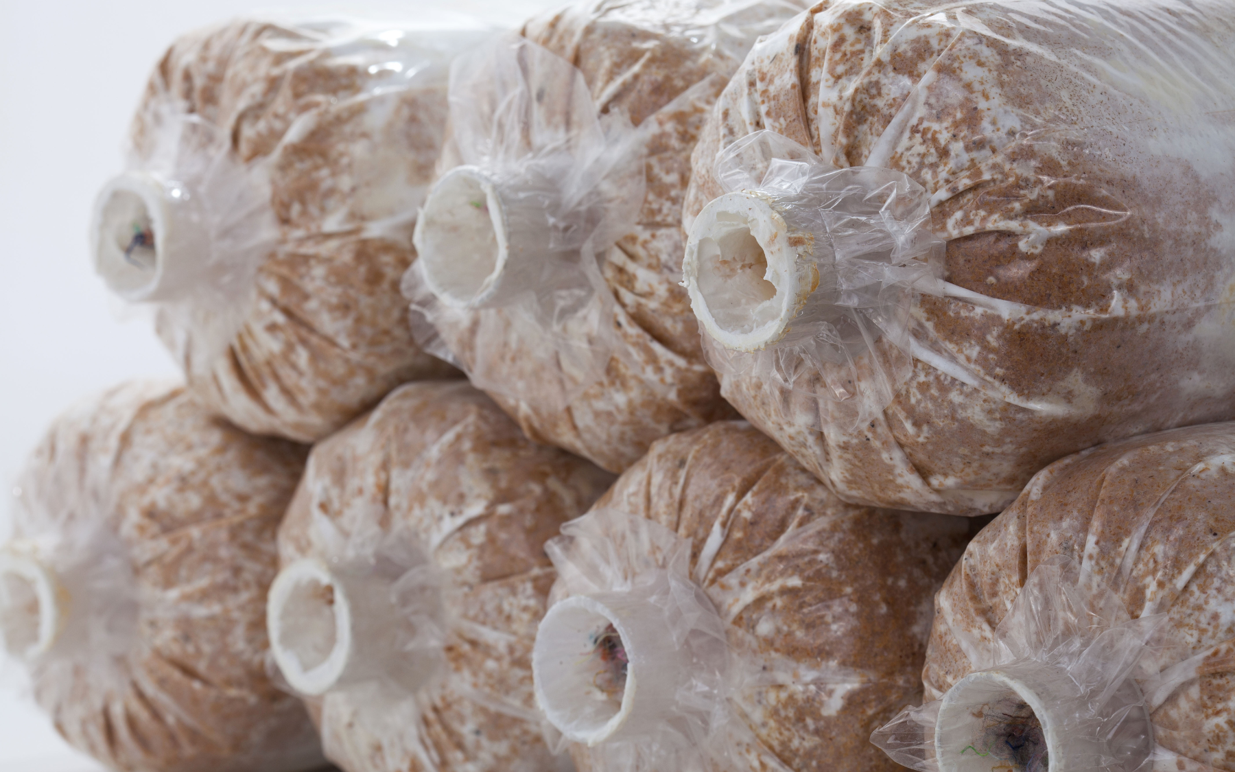 Single fresh brown cremini mushroom on a white background.