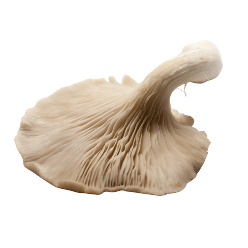 A single brown cremini mushroom with a light stem on a white background.