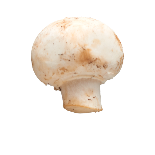 Single fresh white button mushroom with slight dirt on its surface.