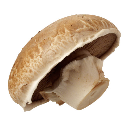 Fresh white button mushroom with some dirt on it.
