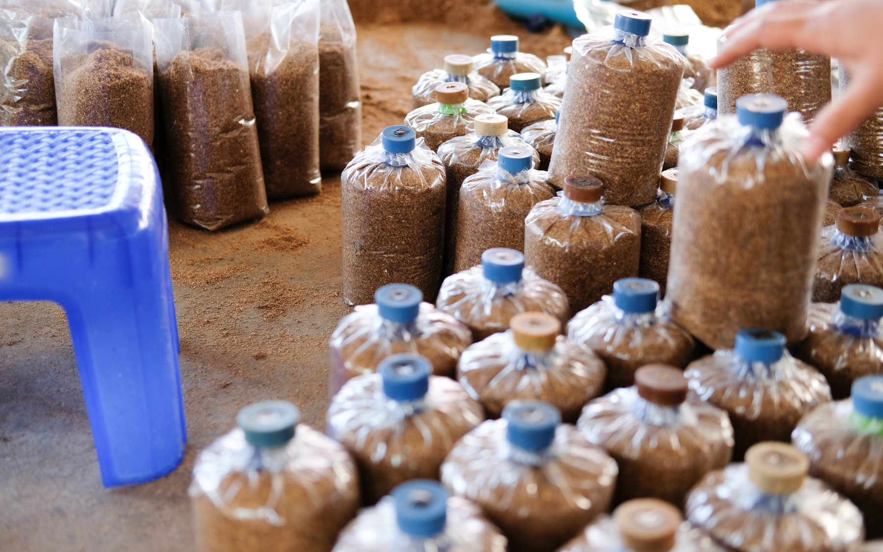 Multiple clear plastic bags filled with brown granular material, sealed with various colored caps, arranged on a floor beside a blue plastic stool and a hand reaching toward one bag.