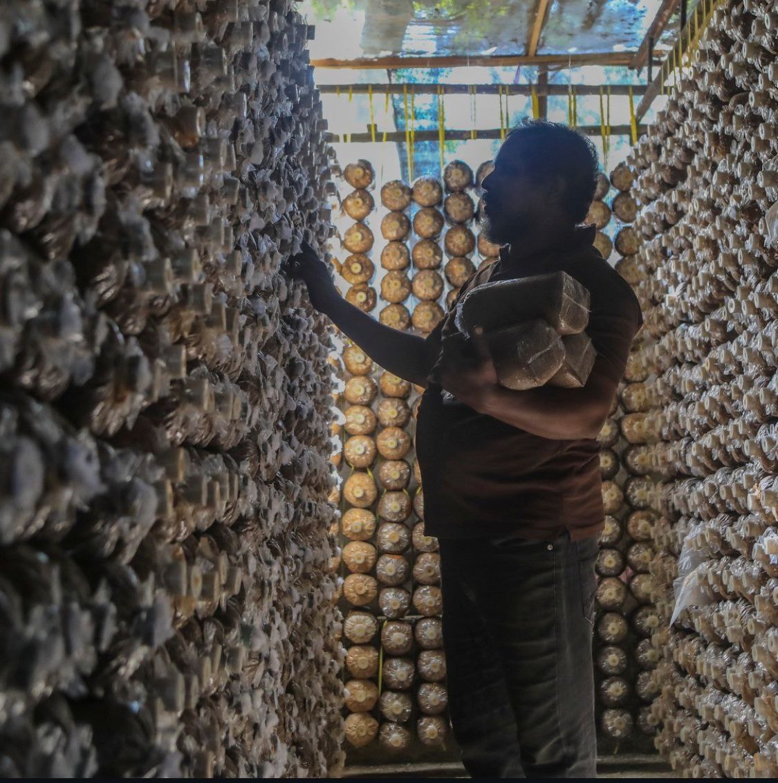 Silhouette of a man holding mushroom cultivation bags inside a mushroom farm with rows of hanging mushroom bags.