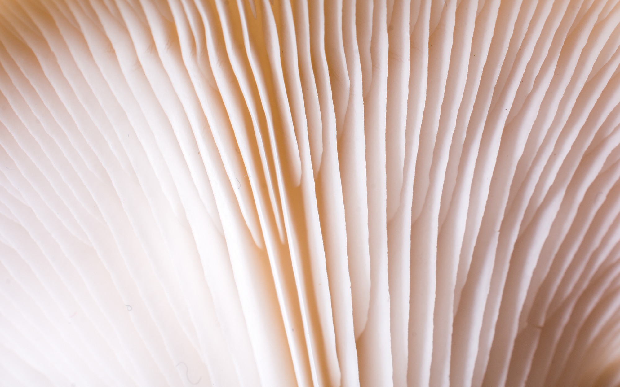 Package of vibrant pink oyster mushrooms labeled as Kinoko, with information on vitamins B1, B2, D, and instructions to keep cool or refrigerate.
