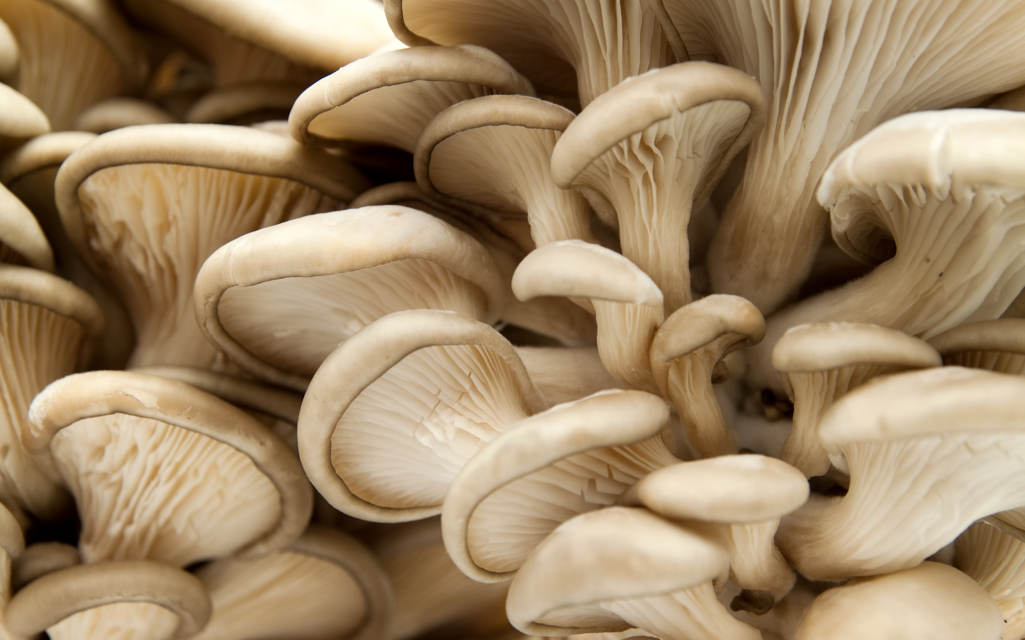 Close-up view of clustered beige oyster mushrooms showing their curved caps and gills underneath.