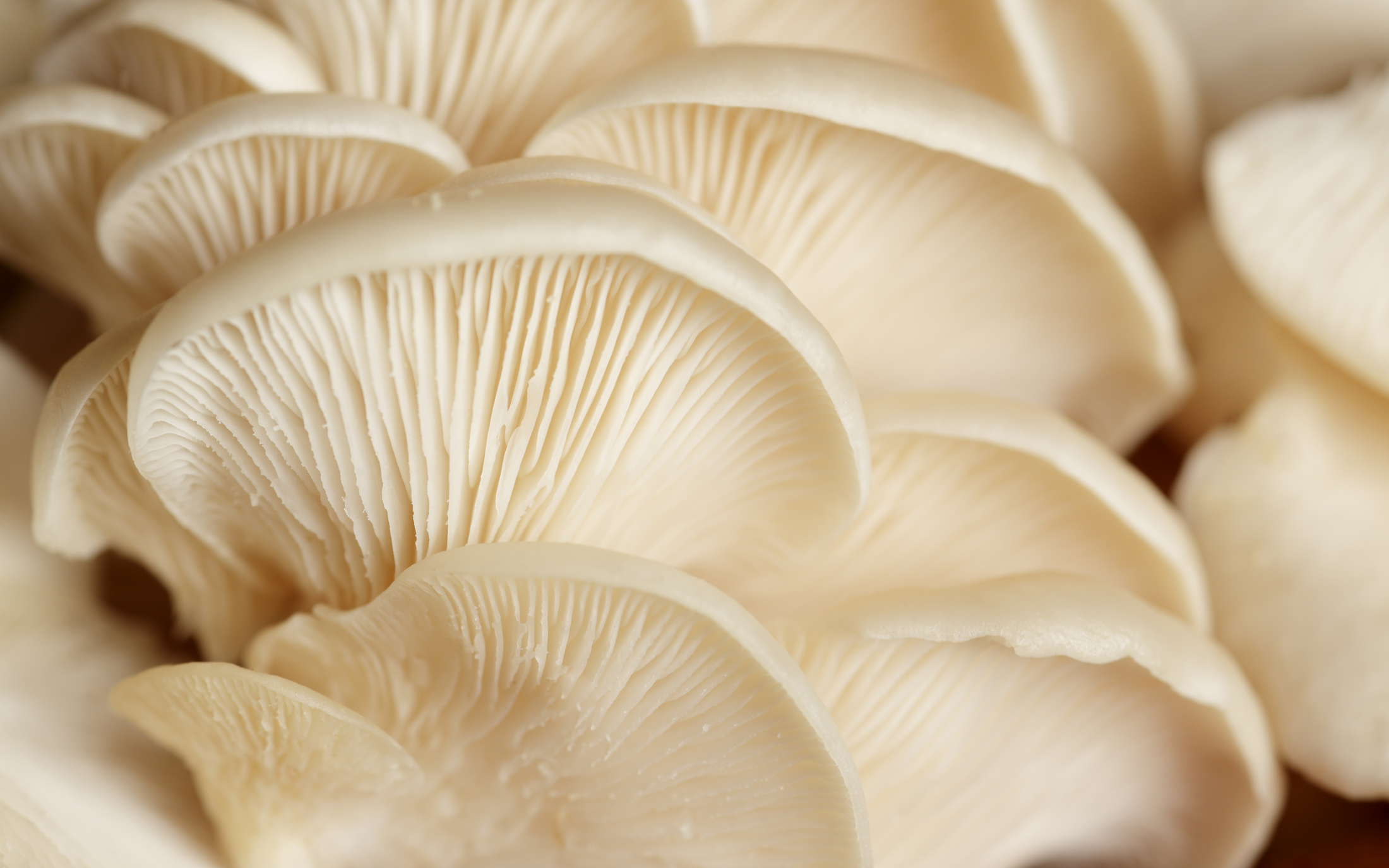 Close-up of creamy white oyster mushrooms showing delicate gills and smooth caps.