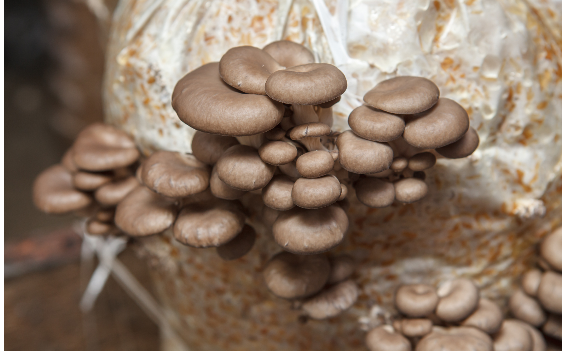 Cluster of brown oyster mushrooms growing on a substrate bag.