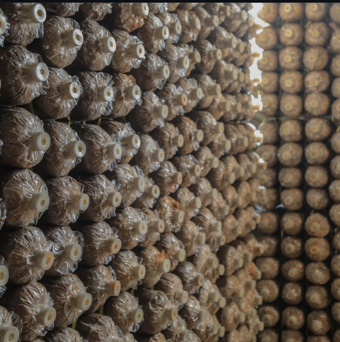 Stacks of cylindrical plastic bags filled with growing medium and capped, used for mushroom cultivation.