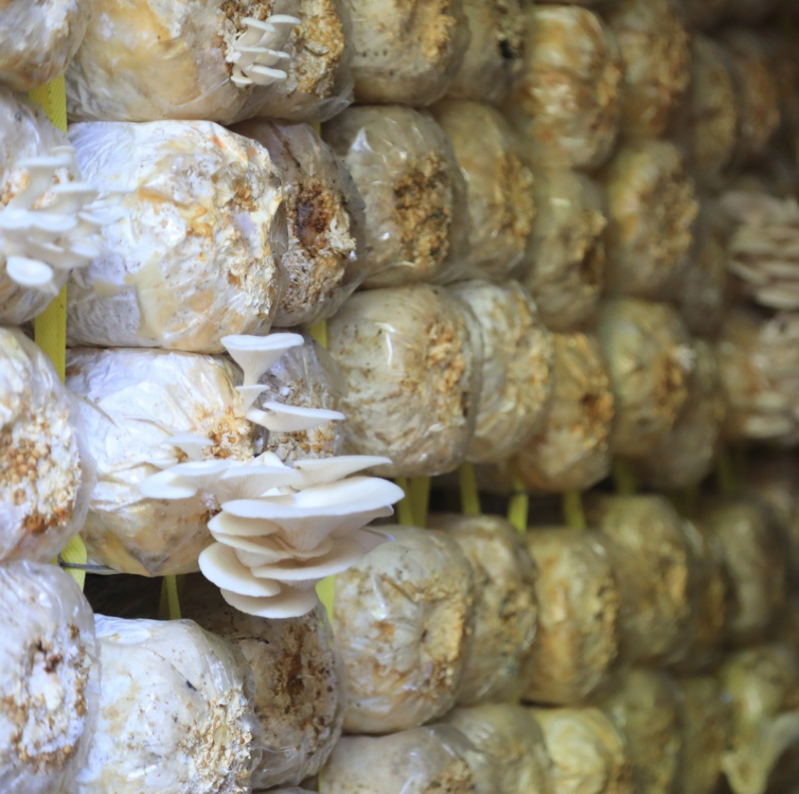Clusters of white oyster mushrooms growing from plastic bags filled with substrate stacked on shelves.